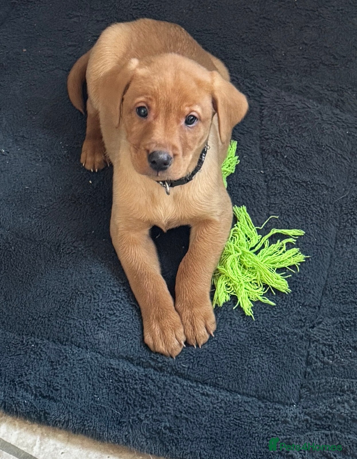 Labrador Retriever dogs KC Registered Labrador Male Pup READY NOW  - Advert 14