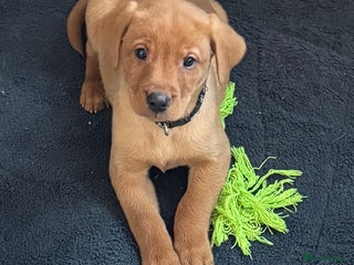 Labrador Retriever dogs KC Registered Labrador Male Pup READY NOW - Advert 14