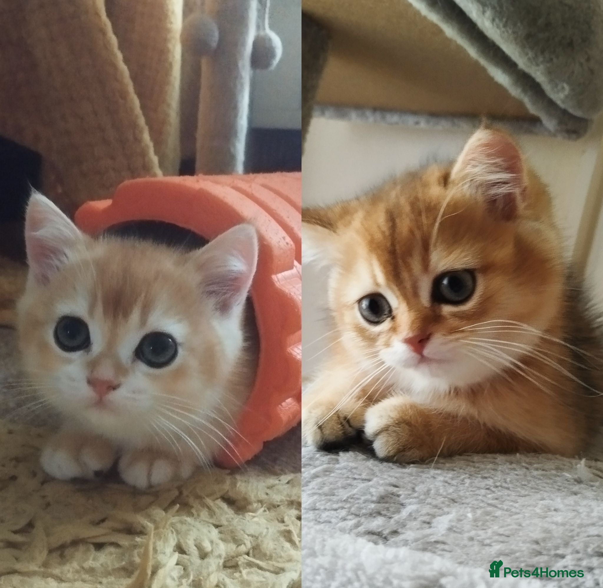 British Shorthair cats Only two Golden boys - Advert 1
