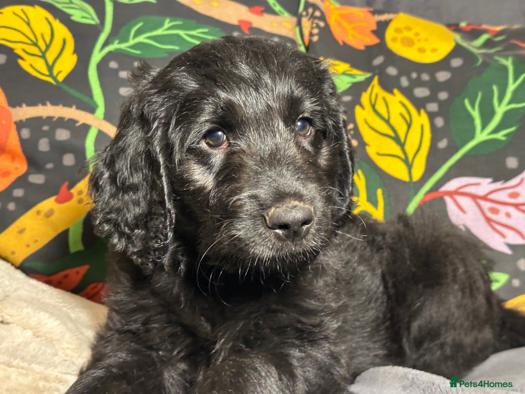 Goldendoodle dogs for sale: Black Phantom Goldendoodles Ready For A New Home! - Advert 31