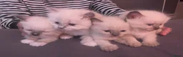 Ragdoll cats for sale: Gorgeous Ragdoll Kittens - Advert 11