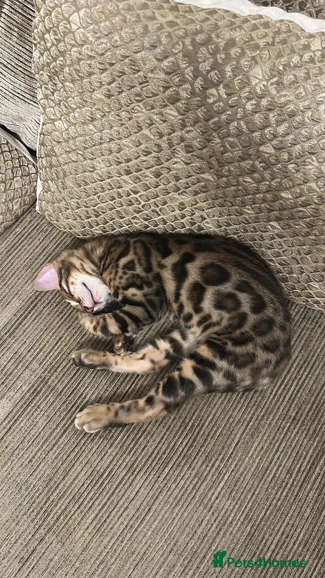 Bengal cats for sale: Bengal kitten  in Leicester - Advert 3
