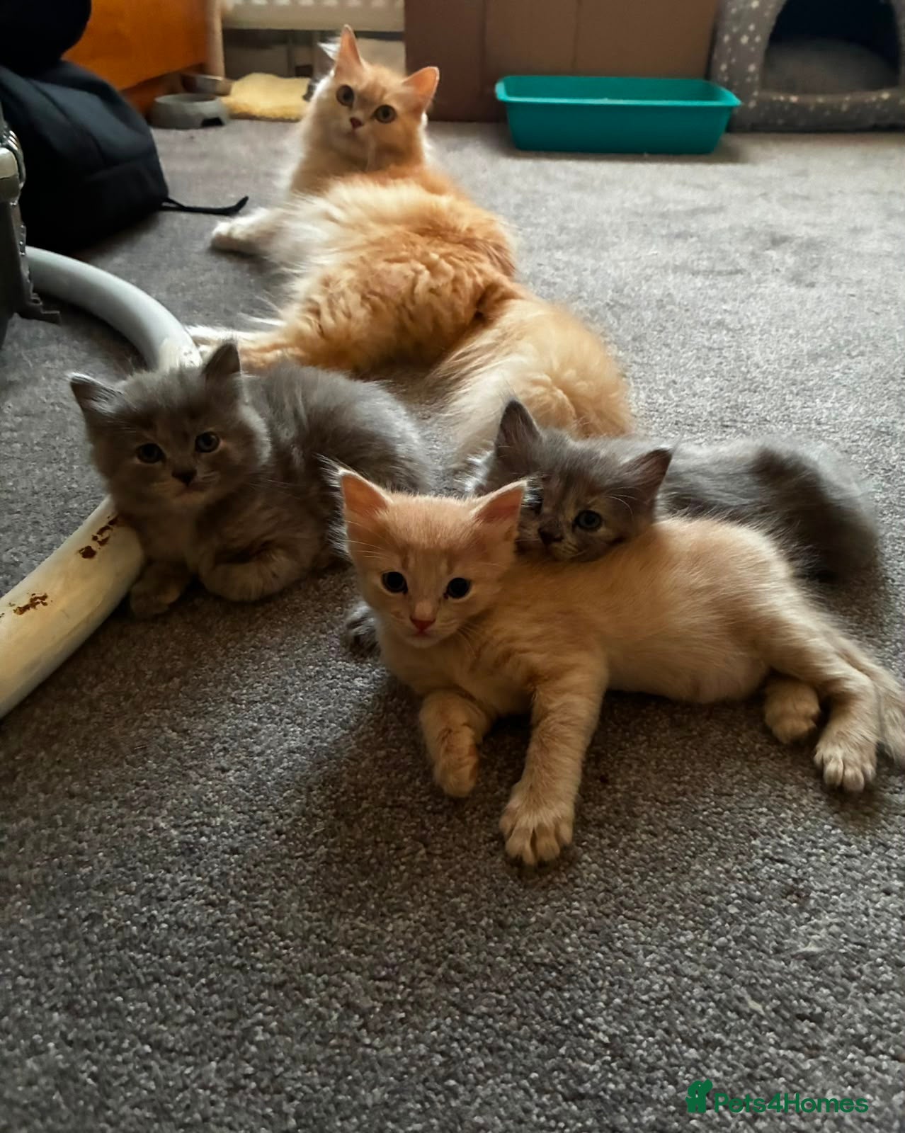 Persian cats Three gorgeous persian mix kittens  - Advert 3