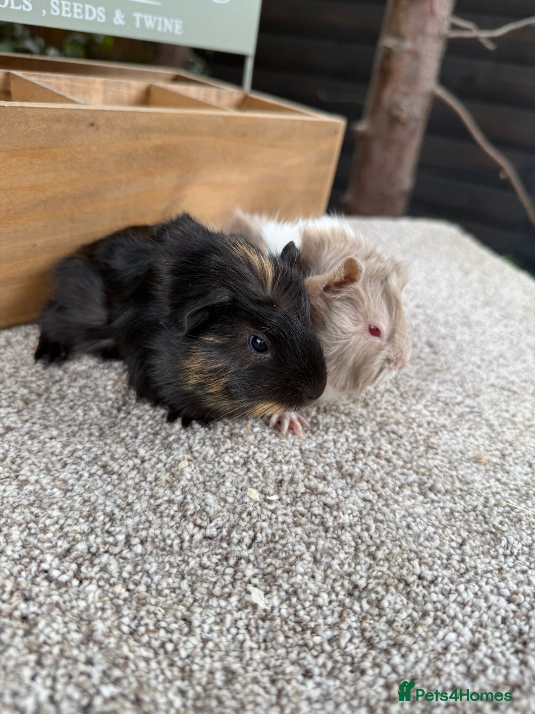 Guinea Pig rodents for sale: Two pairs of Guineapig boys to reserve  - Image 5