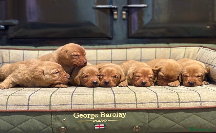 Labrador Retriever dogs - Advert 3