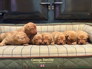 Labrador Retriever dogs - Advert 5