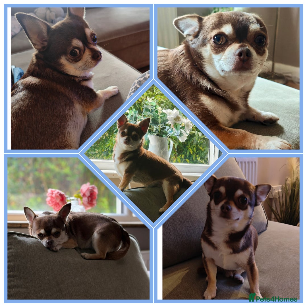 Chihuahua dogs for sale: 🪻 Beautiful Chihuahua Puppies 🪻 - Advert 17