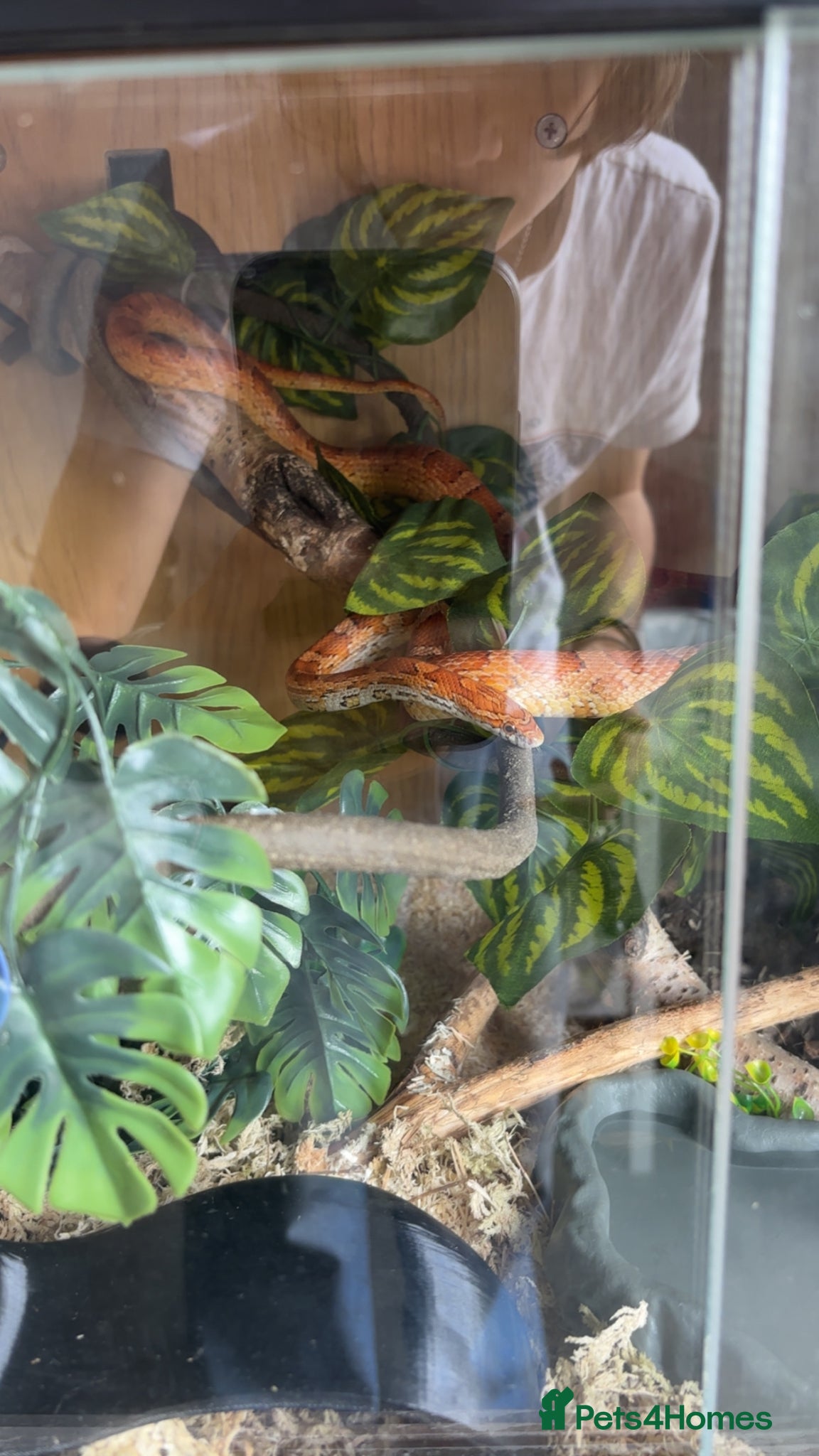 Corn Snake reptiles Friendly and Beautiful corn snake - Advert 7