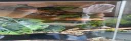 Corn Snake reptiles for sale: Friendly and Beautiful corn snake - Advert 1