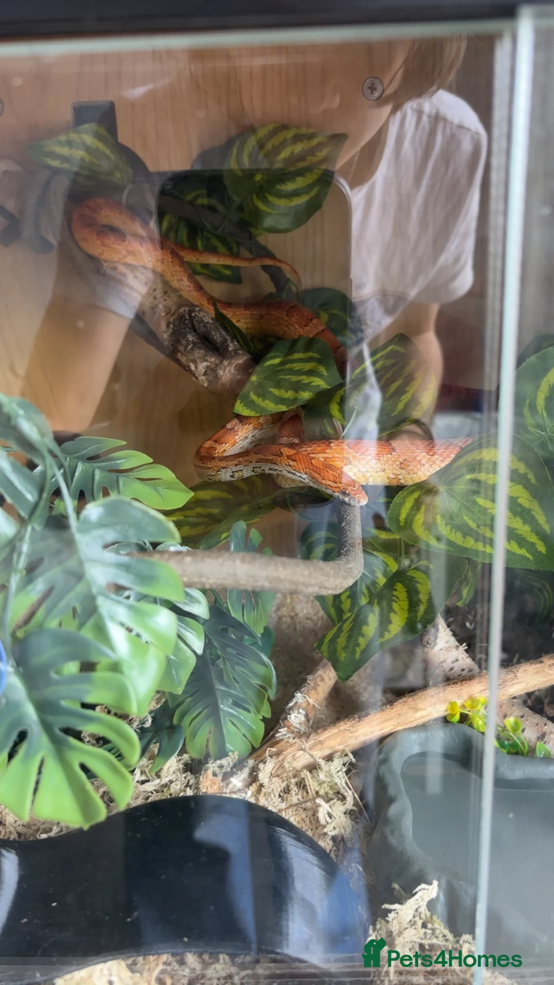 Corn Snake reptiles for sale: Friendly and Beautiful corn snake - Advert 1