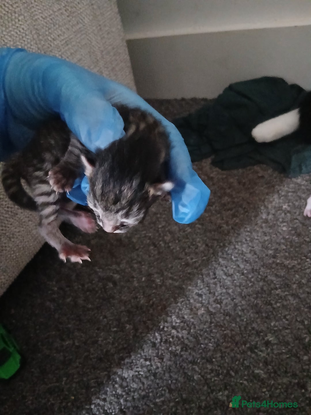 Mixed Breed cats for sale: Kittens  - Advert 2