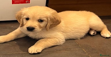 Golden Retriever dogs - Advert 6