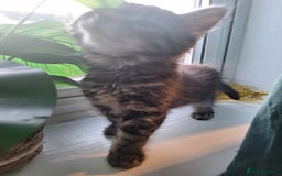 Domestic Shorthair cats for sale: 2 male kittens ready to leave today!  - Image 13