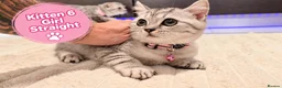 Scottish Fold cats for sale: 🐾 Beautiful Scottish Fold & Scottish Straight🐾 - Advert 21