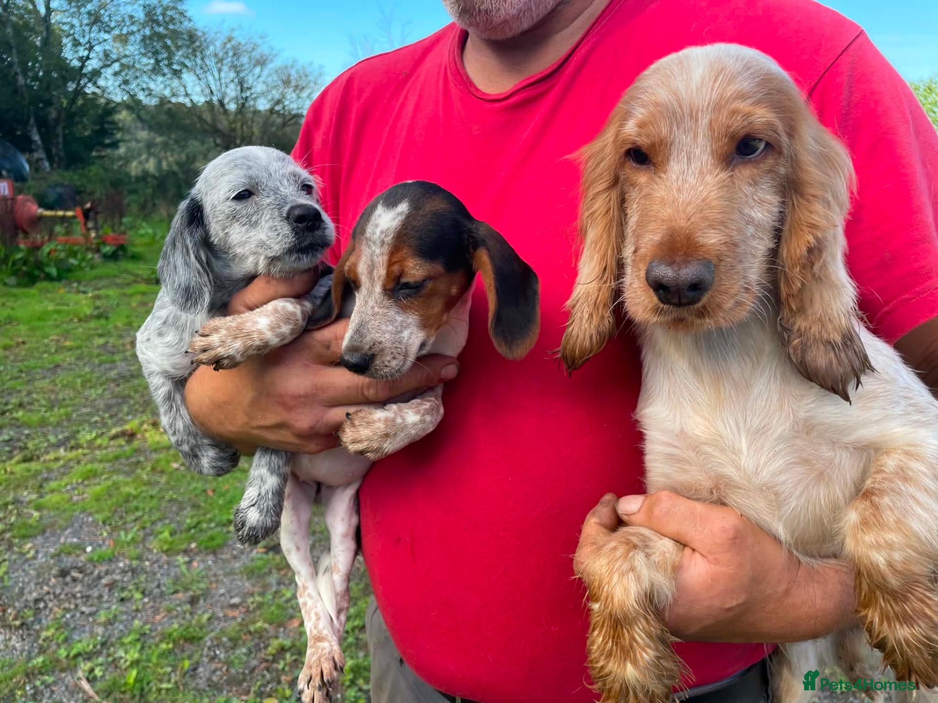 Mixed Breed dogs Beautiful cockerjacks puppies ready now. - Advert 1