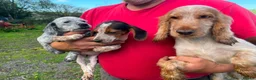 Mixed Breed dogs for sale: Beautiful cockerjacks puppies ready now. - Advert 1