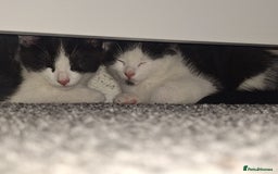 Mixed Breed cats for sale: Two beautiful boys ready for a new home  - Image 4