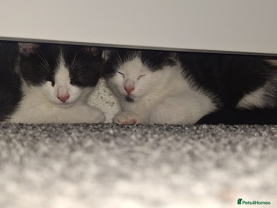 Mixed Breed cats for sale: Two beautiful boys ready for a new home  - Image 4