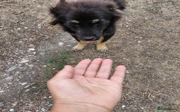 Mixed Breed dogs for adoption: ROBY, a superb puppy boy - for a Loving Home - Image 9