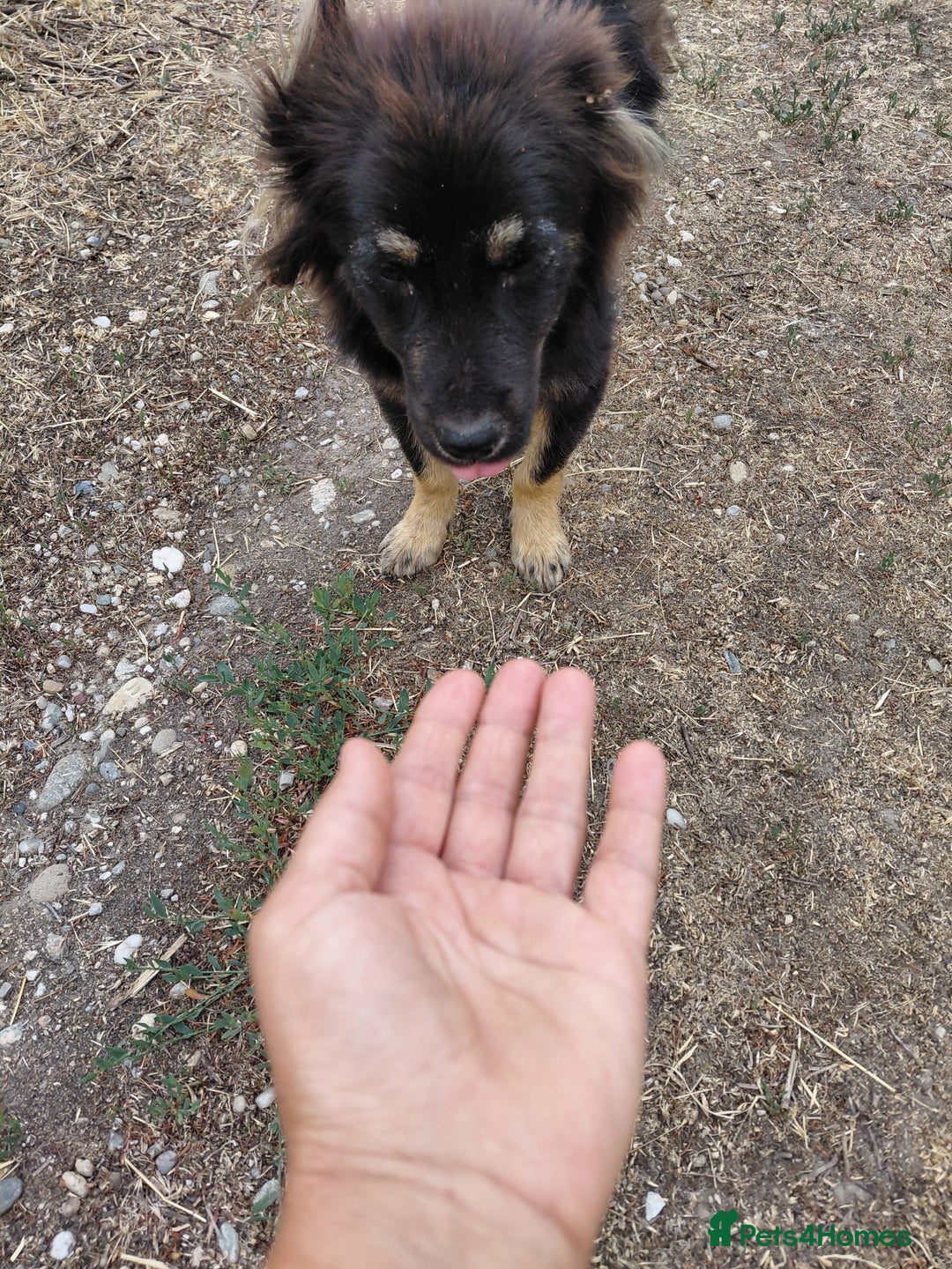 Mixed Breed dogs for adoption: ROBY, a superb puppy boy - for a Loving Home - Image 9