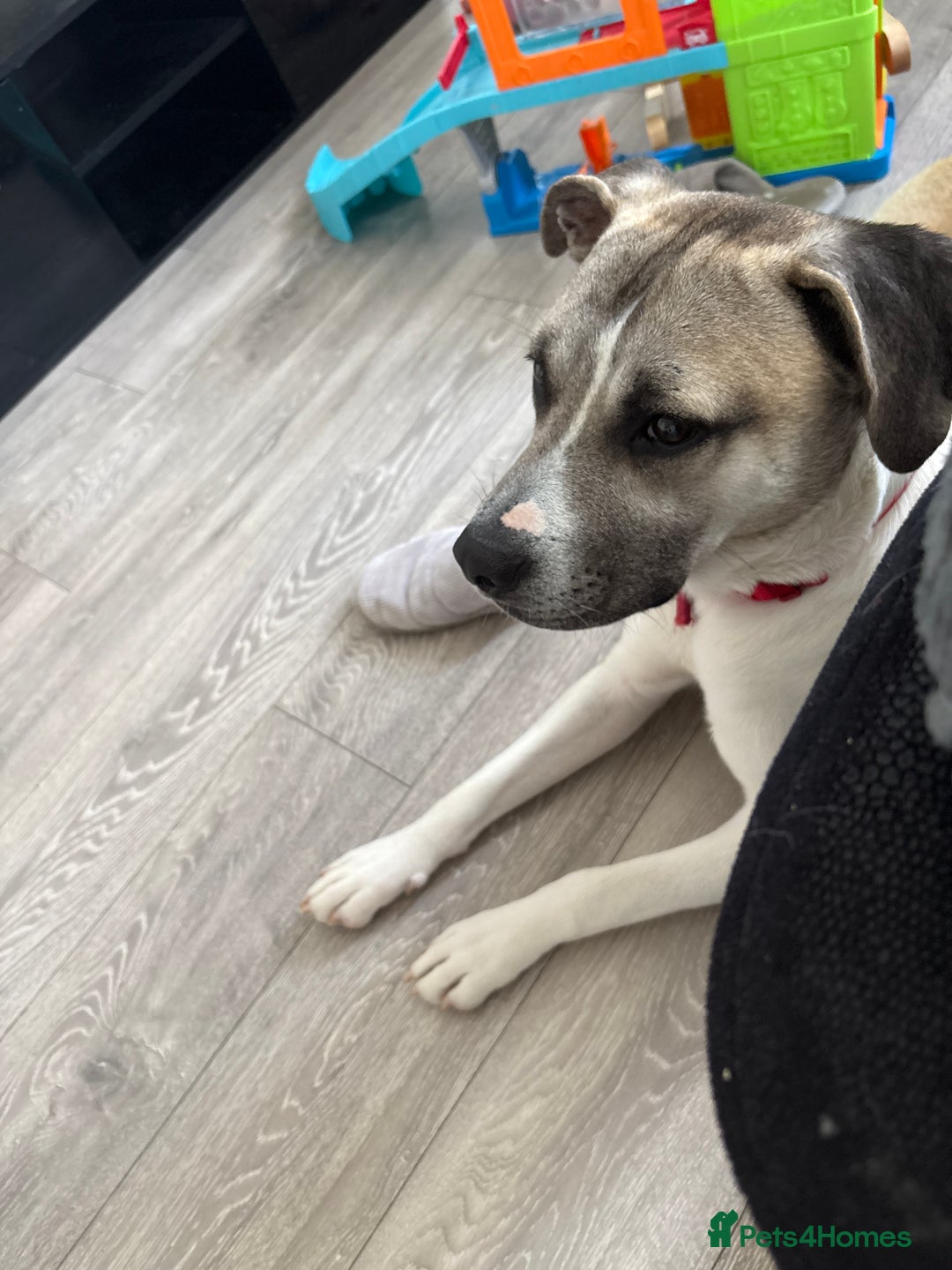 Mixed Breed dogs for sale: American bull dog x Staffordshire bull terrier  - Image 2