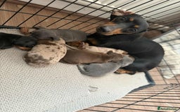 Miniature Dachshund dogs for sale: Adorable Miniature Dachshund Puppies ! 🐾 - Image 9