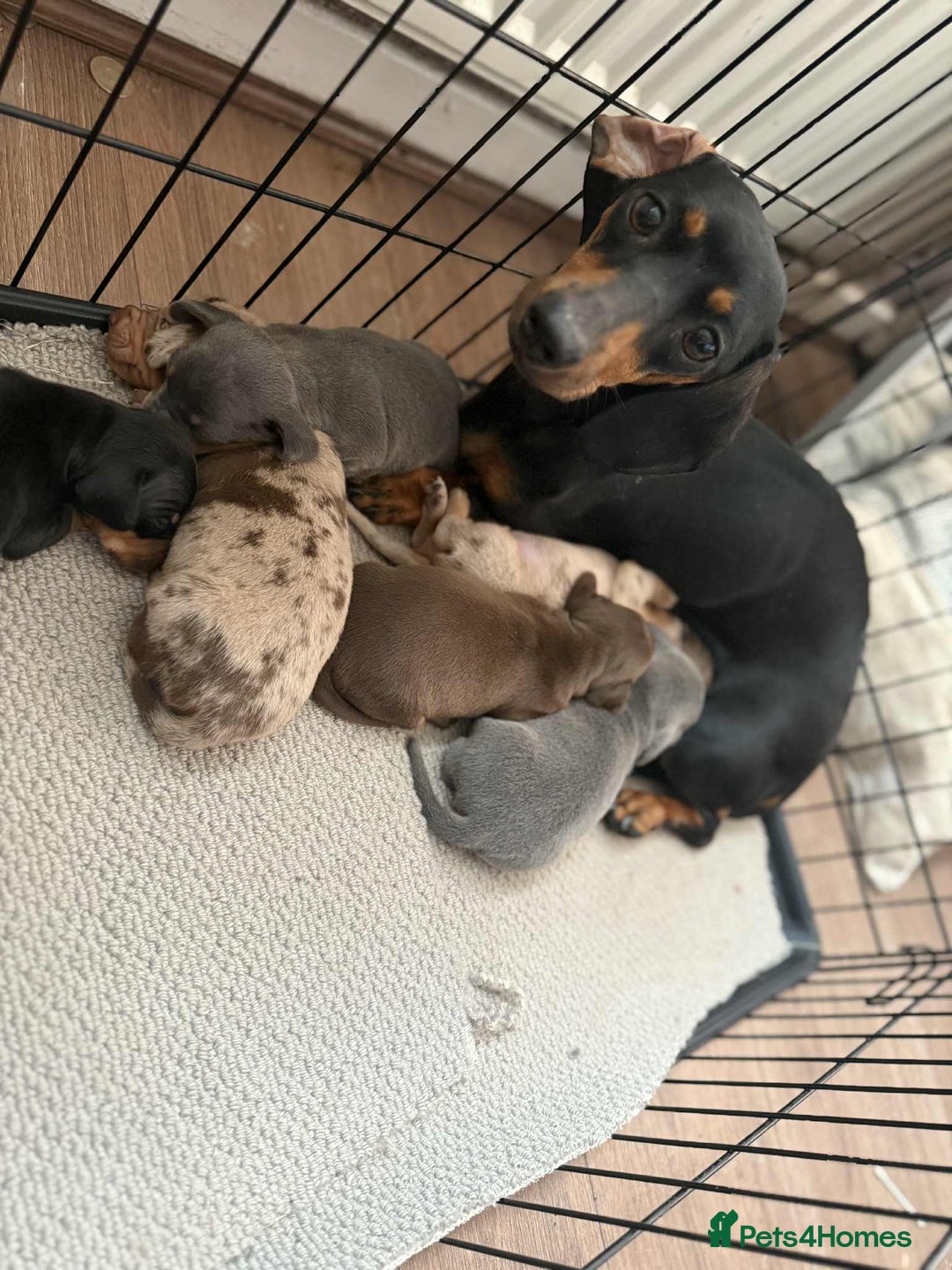 Miniature Dachshund dogs for sale: Adorable Miniature Dachshund Puppies ! 🐾 - Image 9