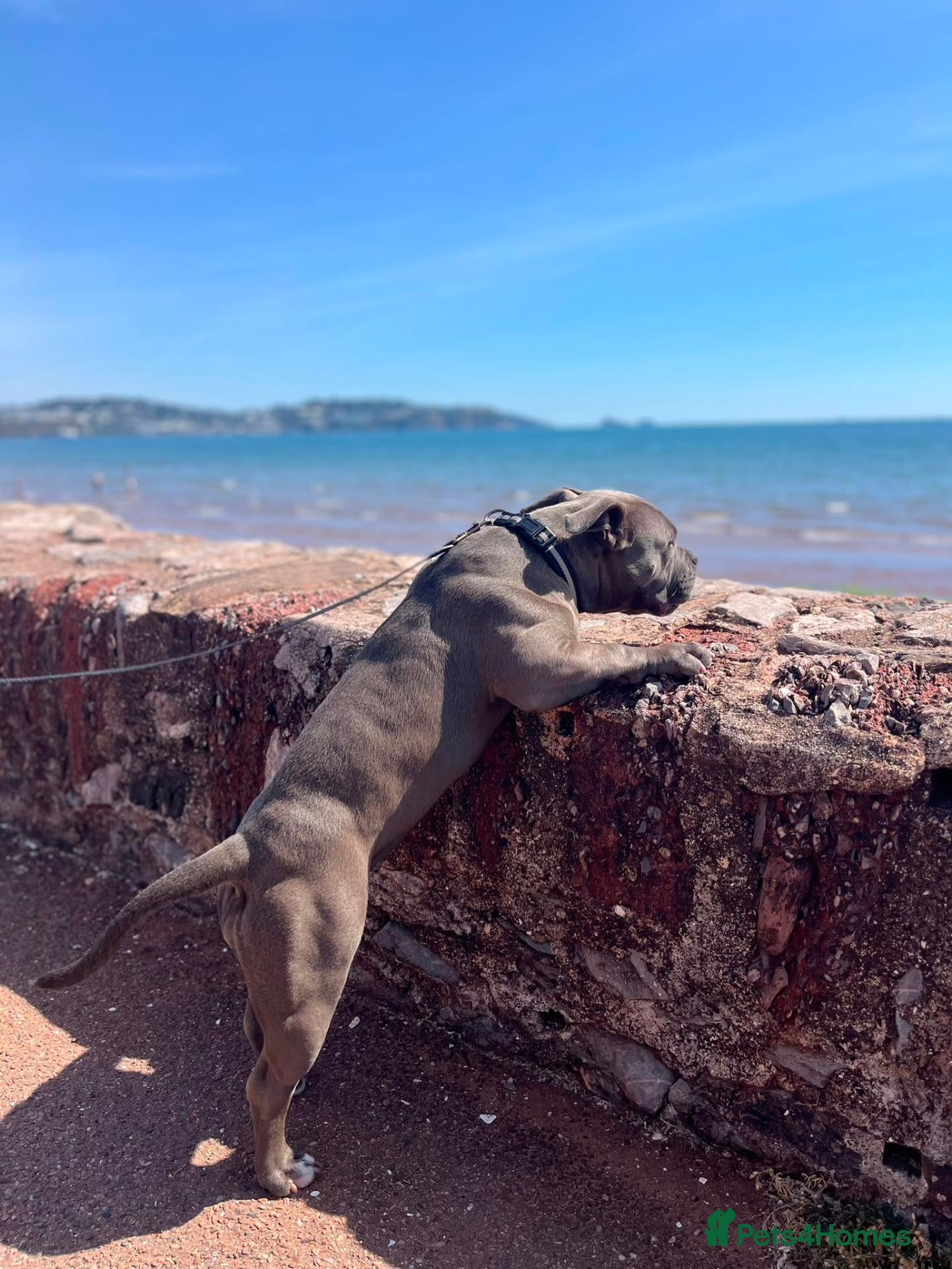 American Bully dogs 7 month Old Pocket Bully - Advert 12