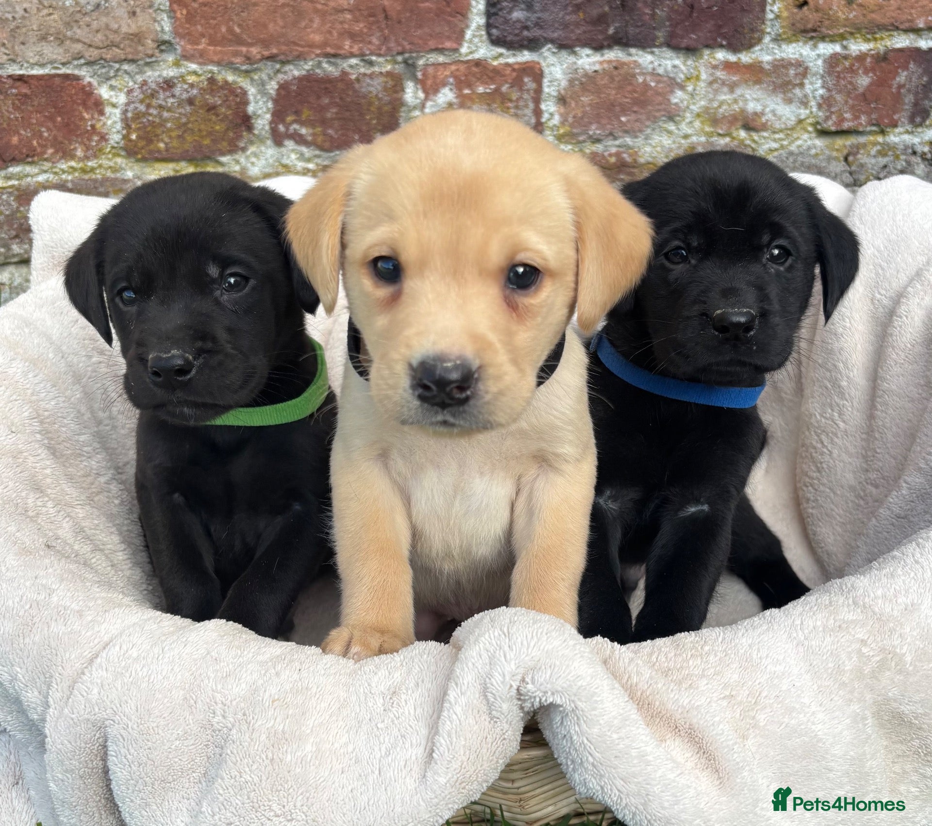 Labrador Retriever dogs for sale: Outstanding Labrador Puppies KC registered Hips - Advert 7