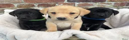 Labrador Retriever dogs for sale: Outstanding Labrador Puppies KC registered Hips - Advert 10