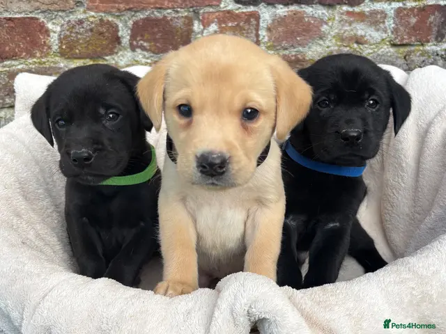 Labrador Retriever dogs for sale: Outstanding Labrador Puppies KC registered Hips - Advert 7