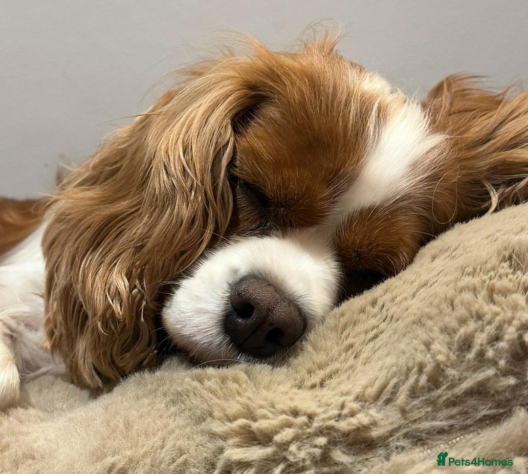 Cavalier King Charles Spaniel dogs for sale: King Charles Cavalier Boy Puppy Champ Stud - Advert 10