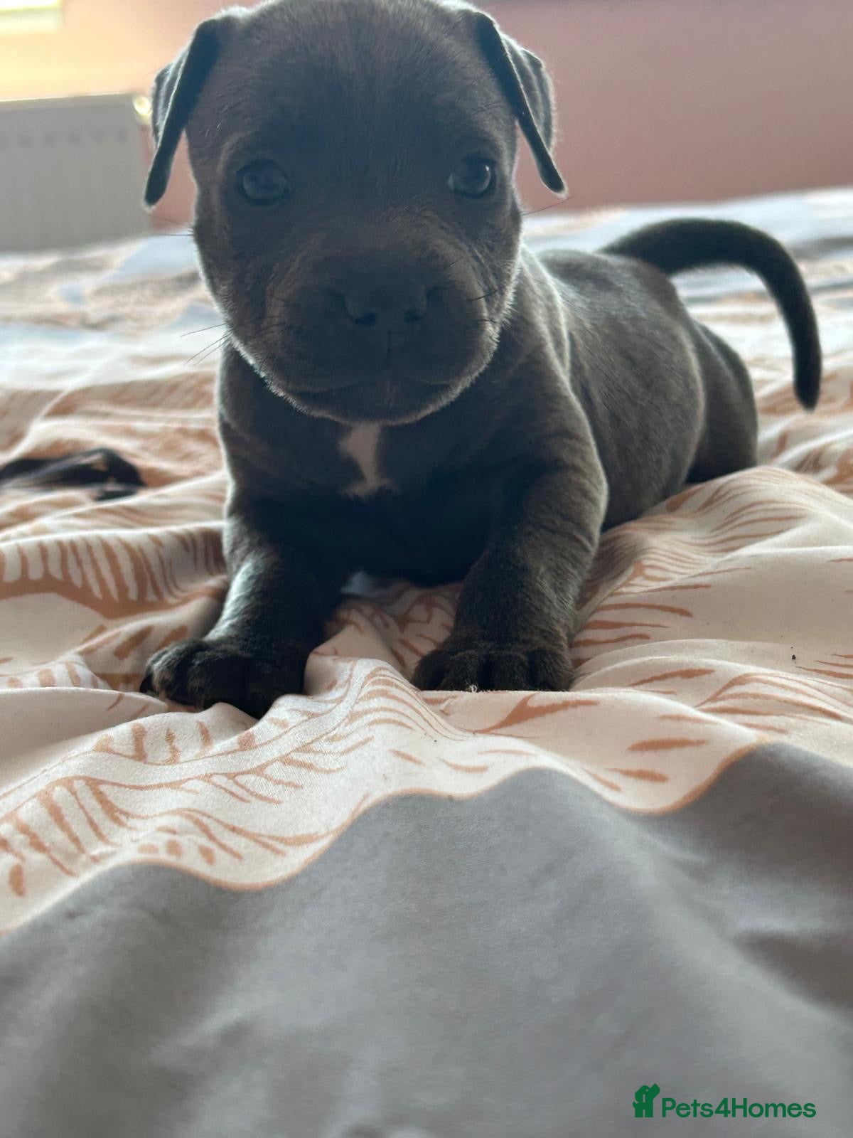 Staffordshire Bull Terrier dogs Staff puppies last girl 🩷ready to go  - Advert 1