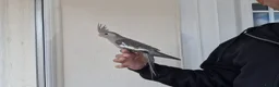 Cockatiels birds for sale: Super hand tamed baby cockatiels  - Advert 7