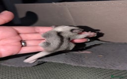 Sugar Glider rodents for sale: Mosaic and Grey glider siblings available  - Image 3