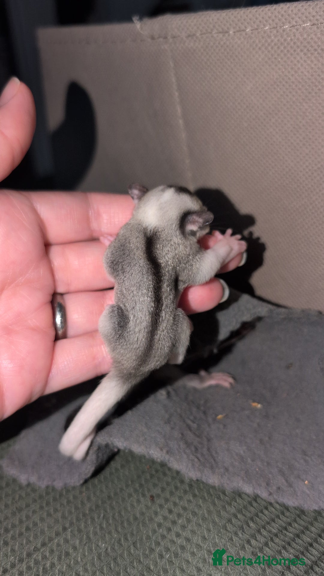 Sugar Glider rodents for sale: Mosaic and Grey glider siblings available  - Image 3