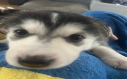 Siberian Husky dogs for sale: Beautiful husky puppies 2 girls & 4 boys left.  - Image 4