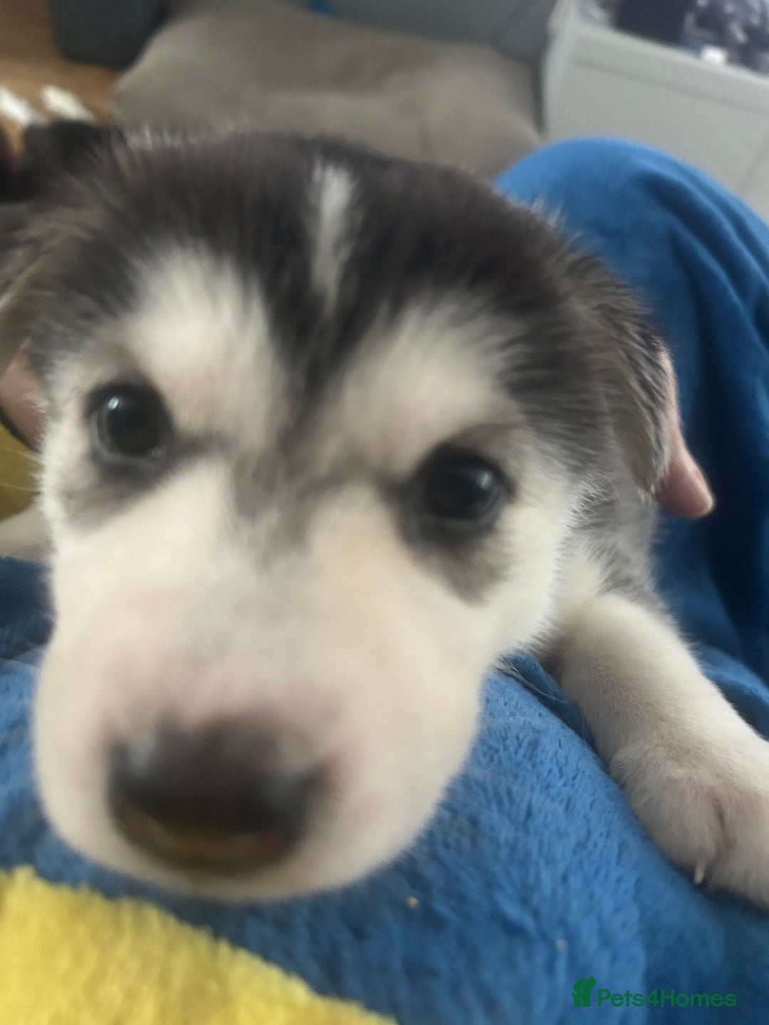Siberian Husky dogs for sale: Beautiful husky puppies 2 girls & 4 boys left.  - Image 4