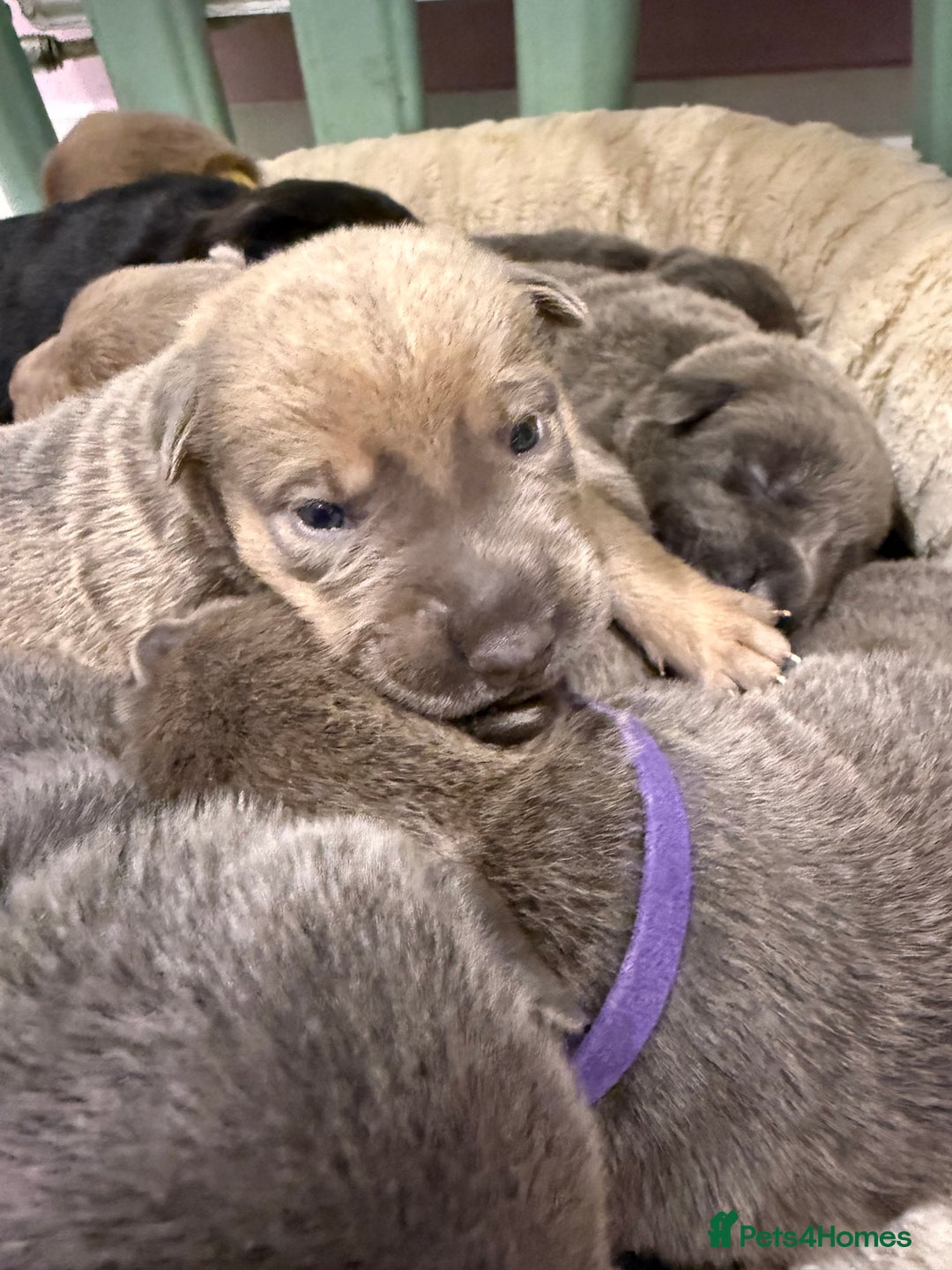 Mixed Breed dogs for sale: Sharpei puppies - Advert 9