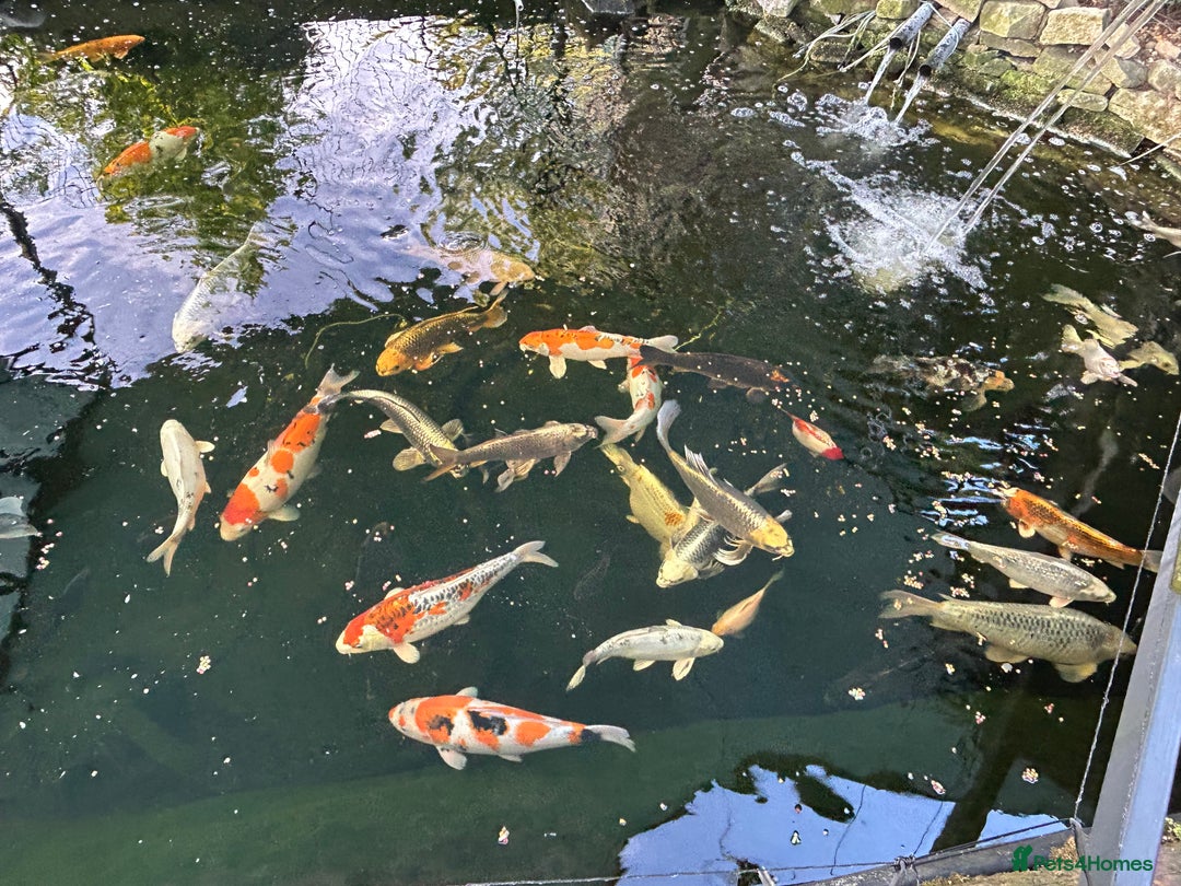Koi Carp fish for sale: Koi Carp - Image 1
