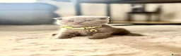 Scottish Fold cats for sale: Scottish fold - Advert 5