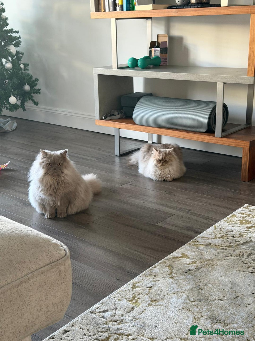 British Longhair cats for sale: 2 x British longhair brothers for sale together  - Advert 11