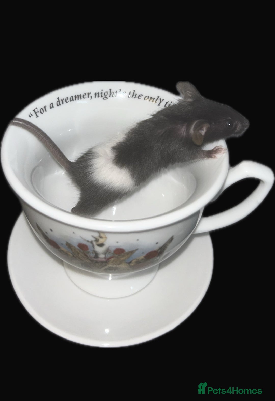 Mouse rodents for sale: Fancy mice 3 boys available  - Image 5