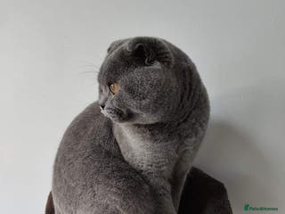 Scottish Fold cats Scottish Fold Stud in London - Advert 2