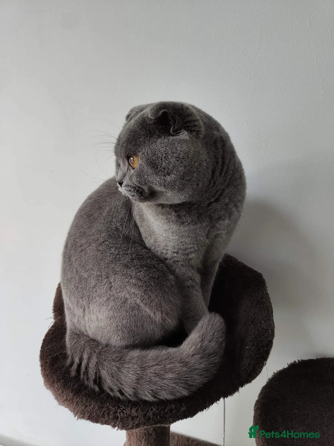 Scottish Fold cats for stud: Scottish Fold Stud  in London - Advert 1