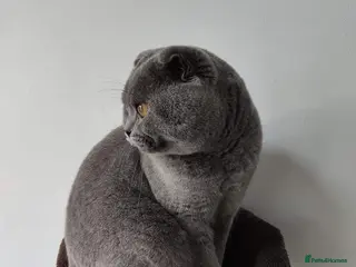 Scottish Fold cats Scottish Fold Stud in London - Advert 2