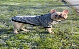 French Bulldog dogs for stud: 🌟🔥LILAC PLATINUM KC REG FRENCH BULLDOG STUD🔥🌟 in Uxbridge - Image 14