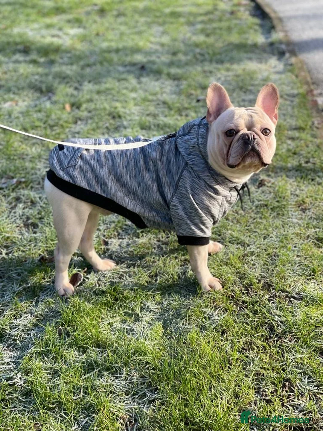 French Bulldog dogs for stud: 🌟🔥LILAC PLATINUM KC REG FRENCH BULLDOG STUD🔥🌟 in Uxbridge - Advert 13