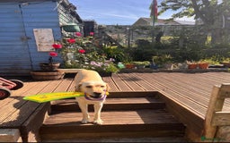 Labrador Retriever dogs for sale: Fully vaccinated chunky pedigree pups  - Advert 12