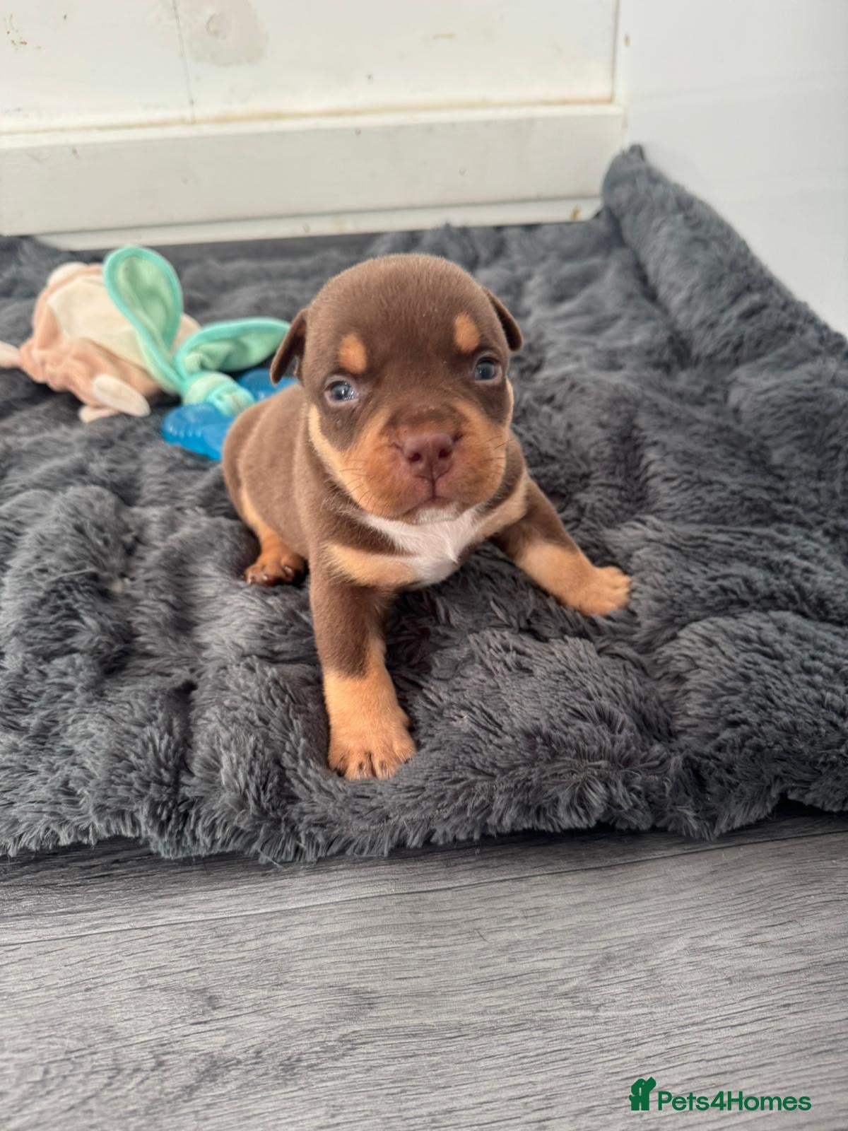 American Bully dogs Pocket bullys - Advert 2